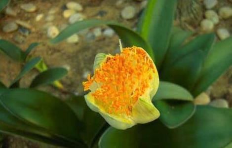 虎耳兰的养殖方法和注意事项 虎耳兰的养殖方法和注意事项