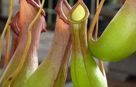 猪笼草有毒吗 猪笼草有毒吗,可以放在室内吗