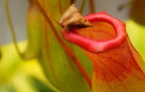 猪笼草种子怎么种 猪笼草种子怎么种好