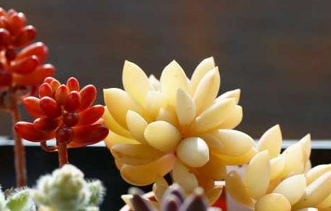 多肉植物可以放卧室吗（多肉植物可以放卧室吗养吗）