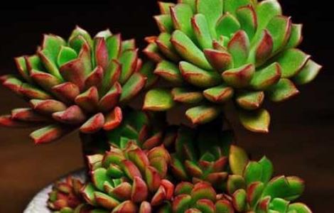 多肉植物能晒太阳吗 绿植能晒太阳吗