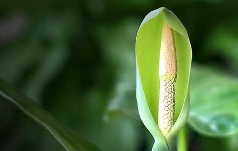 滴水观音开花什么兆头 滴水观音开花是好兆头吗