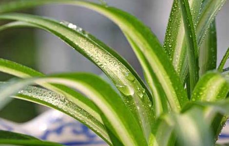 吊兰怎么修剪才好（吊兰怎么修剪才好养）