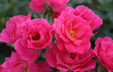 丰花月季品种有哪些 丰花月季品种有哪些图片