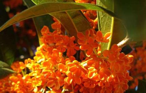 桂花树叶子干枯怎么办 桂花树干枯掉叶怎么救