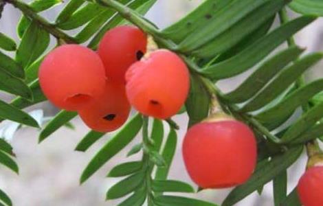 红豆杉有种子吗 红豆杉的种子有药用价值吗