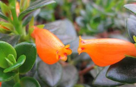 金鱼吊兰什么时候开花 金鱼吊兰怎么养才开花