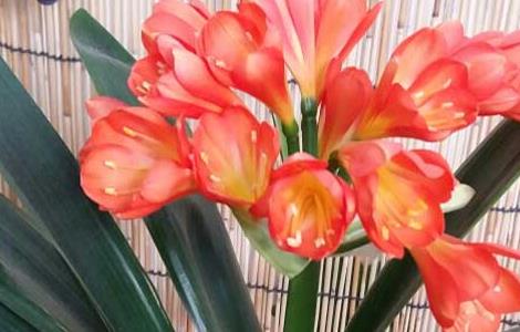 君子兰开花有什么兆头（君子兰开花有什么兆头寓意）