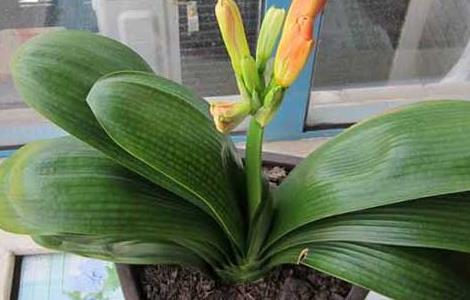 君子兰什么时候开花（君子兰怎么养才能开花）