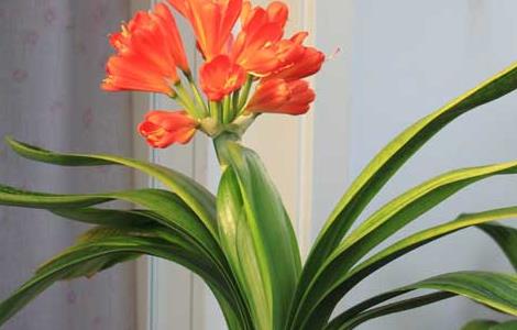 君子兰种子怎么种植（君子兰种子种植方法和种植时间视频）