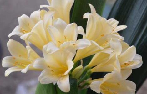 君子兰烂心怎么处理 君子兰烂心了怎么处理才能长好