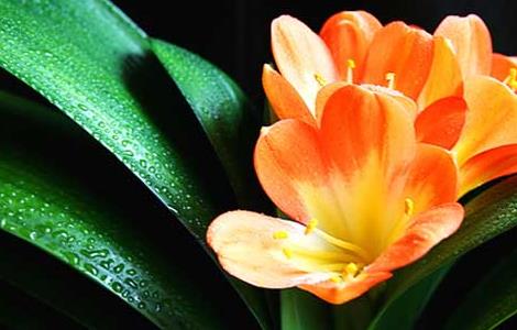 君子兰用什么叶面肥 君子兰叶面施肥