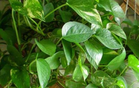 绿萝怎么养长得快(绿萝怎么养长得快又好看)