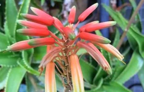 芦荟开花是好兆头吗 芦荟开花是好兆头吗?做到这几点?保证让你大开眼界