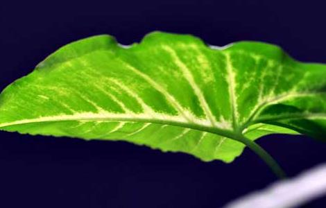 绿萝用什么叶面肥好（绿萝用什么叶面肥好一点）