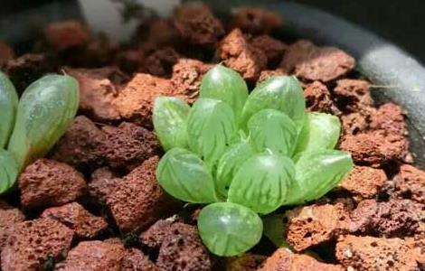 夏天多肉植物怎么养（夏天多肉植物怎么养好）