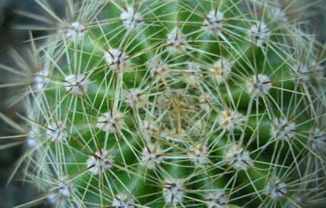 仙人球怎么养长得快（仙人球怎样养长得快）