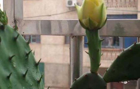 仙人掌的作用与功效 仙人掌有什么作用和功效