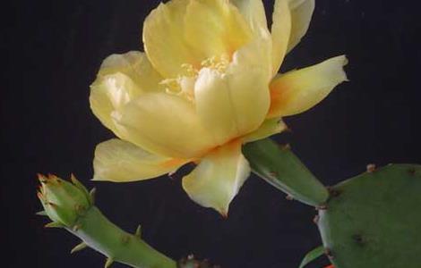 仙人掌什么时候开花 仙人掌什么时候开花结果