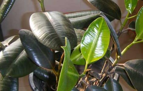 橡皮树叶子下垂怎么办(橡皮树的叶子往下垂怎么办)