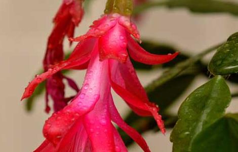 蟹爪兰叶子发软怎么办(蟹爪兰叶子发软怎么办视频)