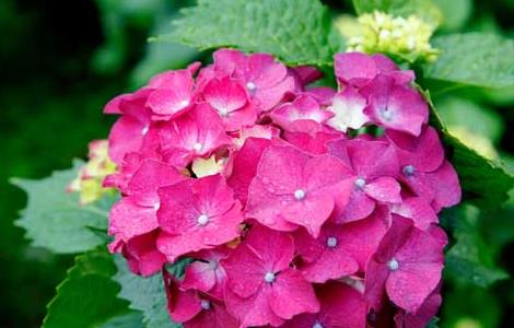 绣球花什么时候开花(绣球花的花朵蔫了怎么办)