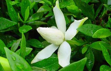 小叶栀子花的养殖方法 小叶栀子花的养殖方法和技术