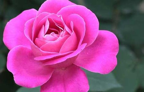 月季花叶子发黄怎么办(月季花叶子黄了怎么办)