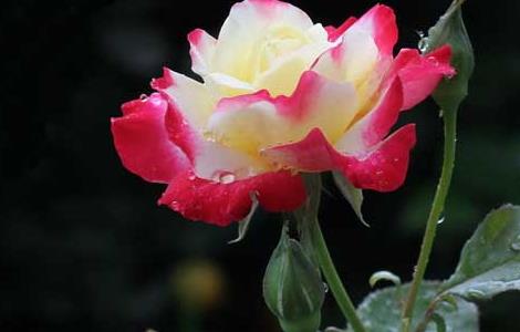 月季扦插生根最快方法（扦插月季怎样能快速生根）