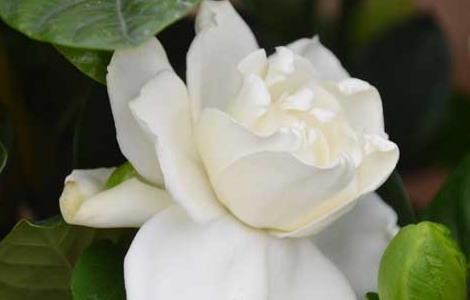 栀子花种子怎么种植（栀子花种子种植方法视频教程）