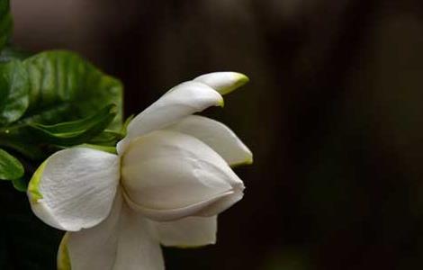 栀子花叶子蔫了怎么办 栀子花叶子蔫了怎么办?什么原因