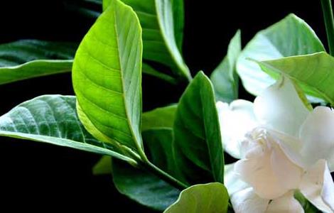 栀子花不开花怎么办（栀子花不开花怎么办小妙招）