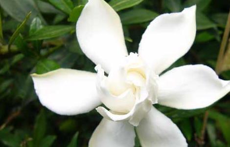 栀子花真的可以吃吗(栀子花真的可以吃吗)