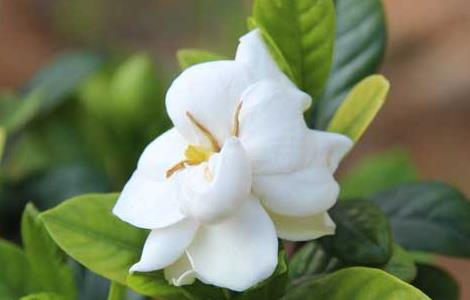 栀子花可以泡茶喝吗（栀子花可以直接泡茶吗）