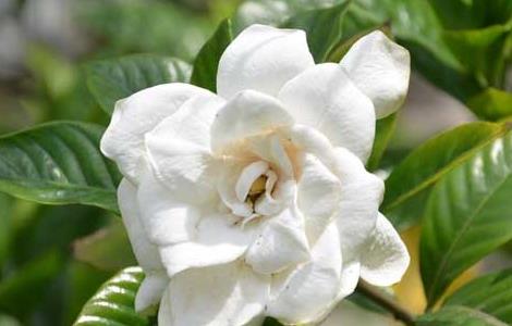 栀子花一年开几次花