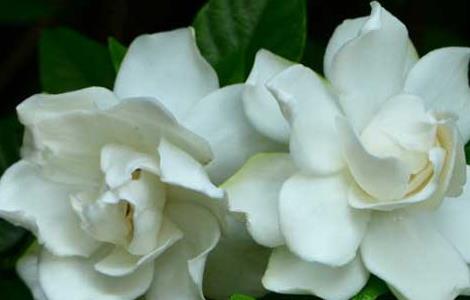 栀子花叶子发黑怎么办 栀子花叶子发黑干枯是什么原因