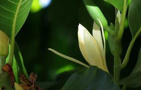 白兰花种子价格及种植方法（白兰花种子价格及种植方法图片）