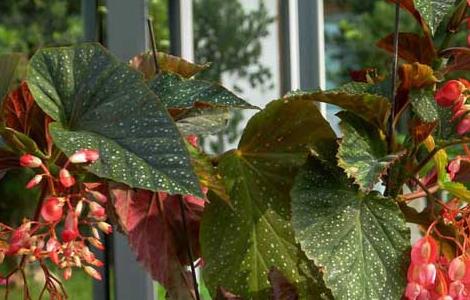 竹节海棠价格及种植方法（竹节海棠价格及种植方法视频）