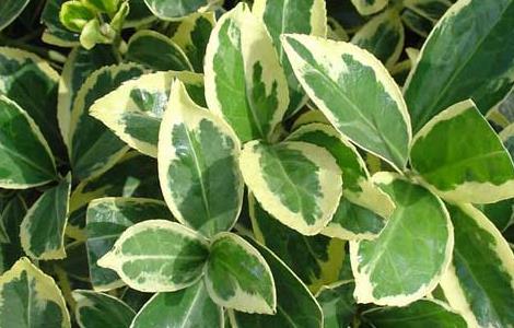 大叶黄杨价格及种植方法（大叶黄杨怎么种植）