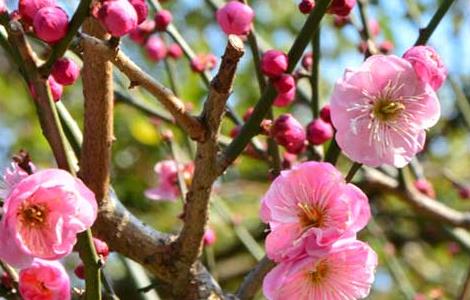 腊梅种子价格及种植方法（腊梅种子怎么栽）