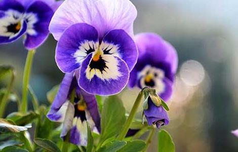 紫罗兰种子价格及种植方法 紫罗兰种子的种植方法介绍