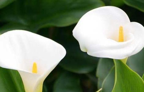 马蹄莲种球价格及养殖方法 马蹄莲种球价格及养殖方法图片