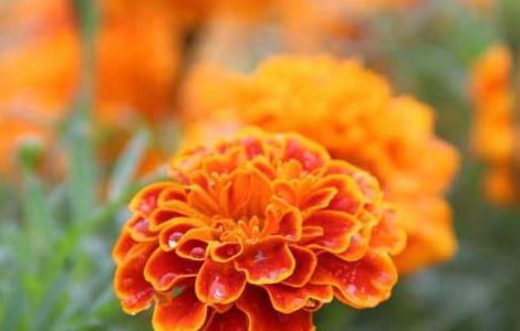 万寿菊价格及种植方法 万寿菊种植技术