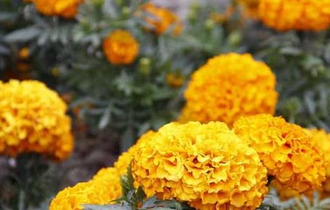 万寿菊种子价格及种植方法（万寿菊的种子价格）