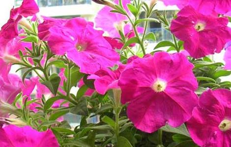 矮牵牛种子价格及种植方法 矮牵牛种子价格及种植方法图片