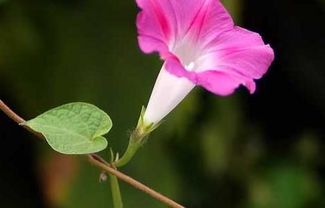 牵牛花种子价格及种植方法（牵牛花种子价格及种植方法图片）