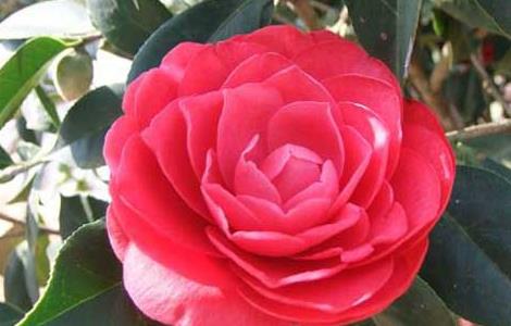 赤丹茶花价格及养殖方法（赤丹茶花价格及养殖方法视频）