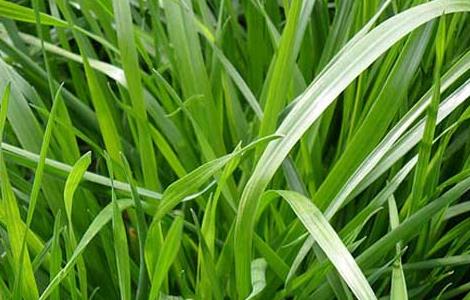 黑麦草种子价格及种植方法（黑麦草种子价格及种植方法大全）
