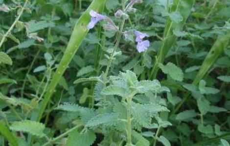 猫薄荷种子价格及种植方法 猫薄荷种子价格及种植方法图片