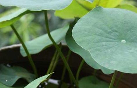 碗莲种子价格及种植方法 碗莲种子种植技术